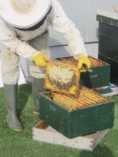 Bijen op het dak van Maison van den Boer