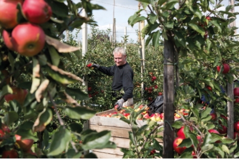 Boeren en tuinders delen duizenden appels uit bij zorghuizen en basisscholen 