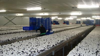 Nieuwe SPOC Mushrooms: HAS en Delphy brengen kennis naar internationale markt