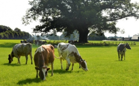 FrieslandCampina erkend voor inspanningen op het gebied van betere voeding