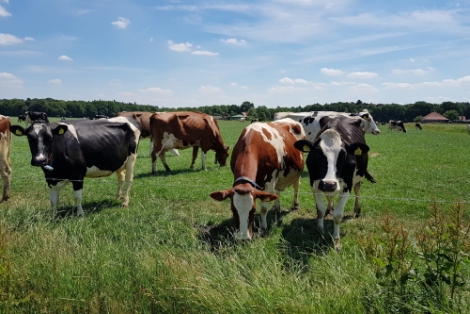 100.000 vakantieplekken op de boerderij prima alternatief voor verre vliegreizen