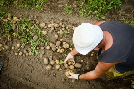 Masterclass ‘Produceren in de korte keten’ van start in de Regio Foodvalley