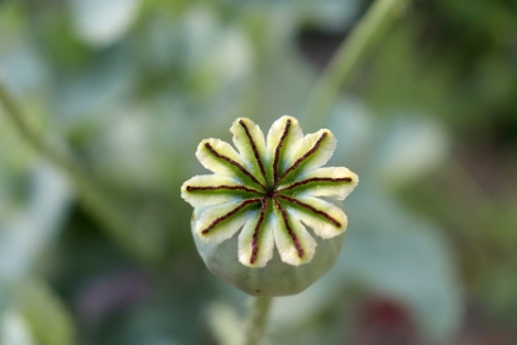 AgroProeftuin De Peel test gewassen voor biobased economie