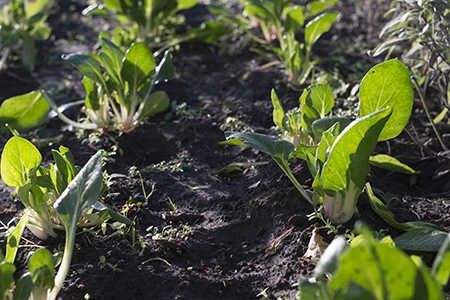 Studentondernemer Avans op zoek naar hulp voor biobased startup