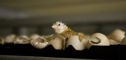 Proefbedrijf Pluimveehouderij presenteert veelbelovend onderzoek