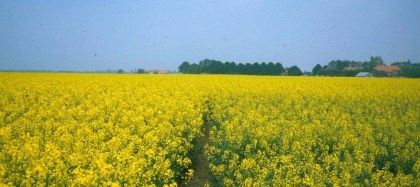 Reststromen zijn het nieuwe goud voor de agrifood industrie