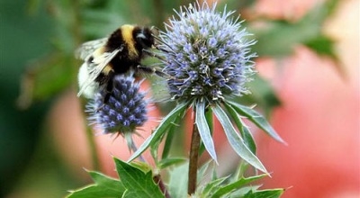 Subsidieregeling Biodiversiteit en Bedrijfsleven