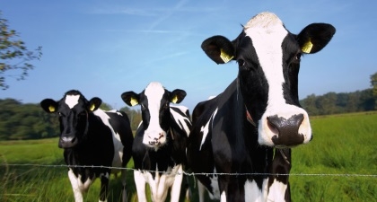 Drieweg Advies speelt sleutelrol in aanpakken mestproblematiek