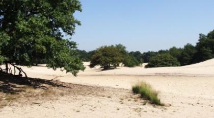 Nationaal Park De Loonse en Drunense Duinen is leukste Uitje van Noord-Brabant