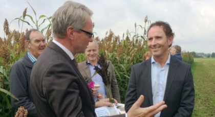 Eerste Sorghum van Nederlandse bodem