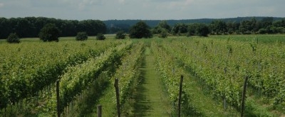 Wijnbouwopleiding in de Achterhoek 